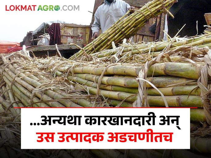 central government sugar msp no matter how much the FRP is increased sugarcane industry and farmer will trouble | ...अन्यथा एफआरपी कितीही वाढवला तरी कारखानदारी अन् शेतकरी अडचणीत येणार central government sugar msp no matter how much the FRP is increased sugarcane industry and farmer will trouble | ...अन्यथा एफआरपी कितीही वाढवला तरी कारखानदारी अन् शेतकरी अडचणीत येणार