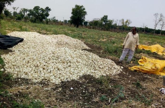Onion growers rush due to unseasonal rains in Wardha district | अवकाळी पावसामुळे कांदा उत्पादक शेतकऱ्यांची धावपळ Onion growers rush due to unseasonal rains in Wardha district | अवकाळी पावसामुळे कांदा उत्पादक शेतकऱ्यांची धावपळ