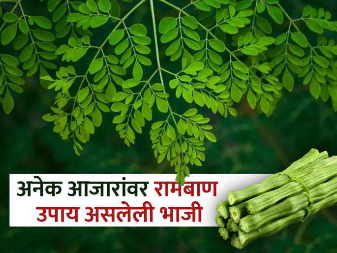 Health benefits of drumsticks or shewgyachya shenga from bones to brain, you should know | हाडं मजबूत करण्यासाठी सगळ्यात बेस्ट भाजी, इतर फायदे वाचून व्हाल अवाक्! Health benefits of drumsticks or shewgyachya shenga from bones to brain, you should know | हाडं मजबूत करण्यासाठी सगळ्यात बेस्ट भाजी, इतर फायदे वाचून व्हाल अवाक्!