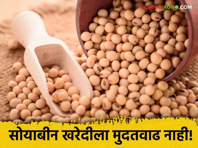 Soybean procurement at guaranteed price stopped! No extension from the government | Soybean Procurement : हमीभावाने सोयाबीन खरेदी थांबली! सरकारकडून मुदतवाढ नाहीच Soybean procurement at guaranteed price stopped! No extension from the government | Soybean Procurement : हमीभावाने सोयाबीन खरेदी थांबली! सरकारकडून मुदतवाढ नाहीच