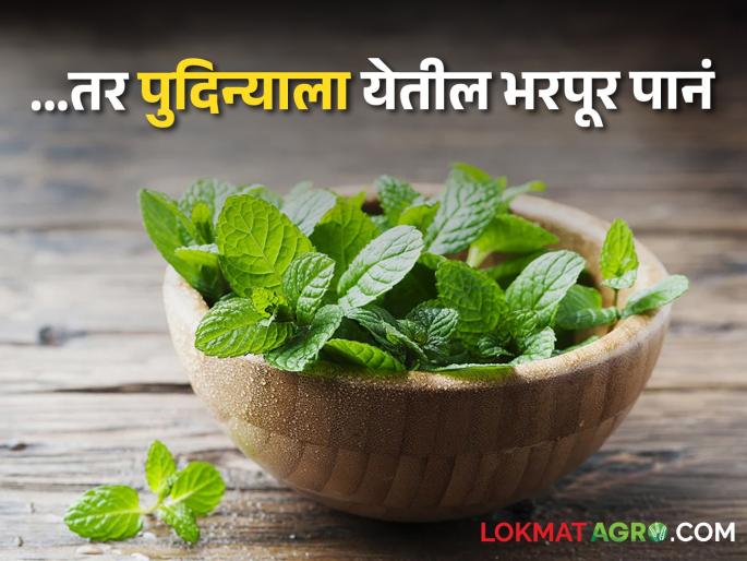 If you plant mint in a pot in this way, many leaves will come, you will get a lot of mint at home | या पद्धतीने पुदिना कुंडीत लावाल तर भरपूर येतील पानं, मिळेल घरच्याघरी भरपूर पुदिना If you plant mint in a pot in this way, many leaves will come, you will get a lot of mint at home | या पद्धतीने पुदिना कुंडीत लावाल तर भरपूर येतील पानं, मिळेल घरच्याघरी भरपूर पुदिना