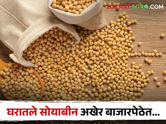 Soybean in Market: At the start of Kharipa, the soybeans kept at home came to the market; Preparations for Kharipa begin | खरिपाच्या तोंडावर घरात ठेवलेले सोयाबीन आले बाजारपेठेत; खरिपाची तयारी सुरु Soybean in Market: At the start of Kharipa, the soybeans kept at home came to the market; Preparations for Kharipa begin | खरिपाच्या तोंडावर घरात ठेवलेले सोयाबीन आले बाजारपेठेत; खरिपाची तयारी सुरु
