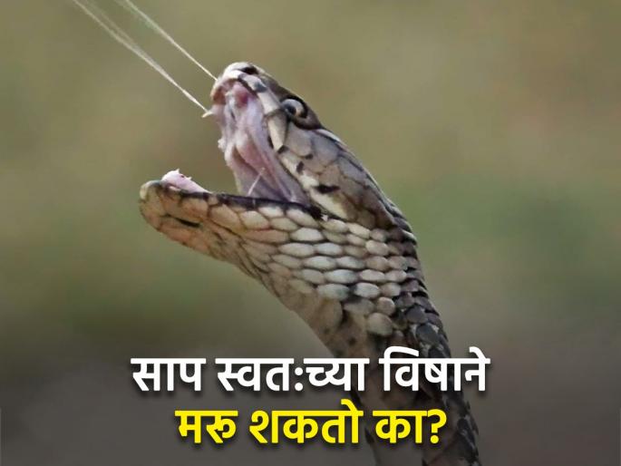 Can snake commit suicide by biting itself | जर सापाने स्वत:ला दंश मारला तर मरेल का? जाणून घ्या काय होईल Can snake commit suicide by biting itself | जर सापाने स्वत:ला दंश मारला तर मरेल का? जाणून घ्या काय होईल