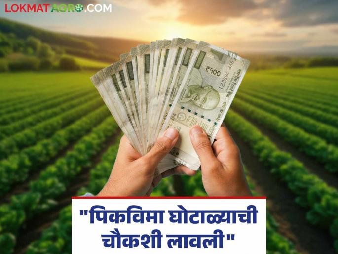 Crop Insurance Fraud Investigation into crop insurance scam in the state begins! Information from the Agriculture Minister | Crop Insurance Fraud : राज्यात बोगस पीकविमा घोटाळ्याची चौकशी सुरू! कृषीमंत्र्यांची माहिती