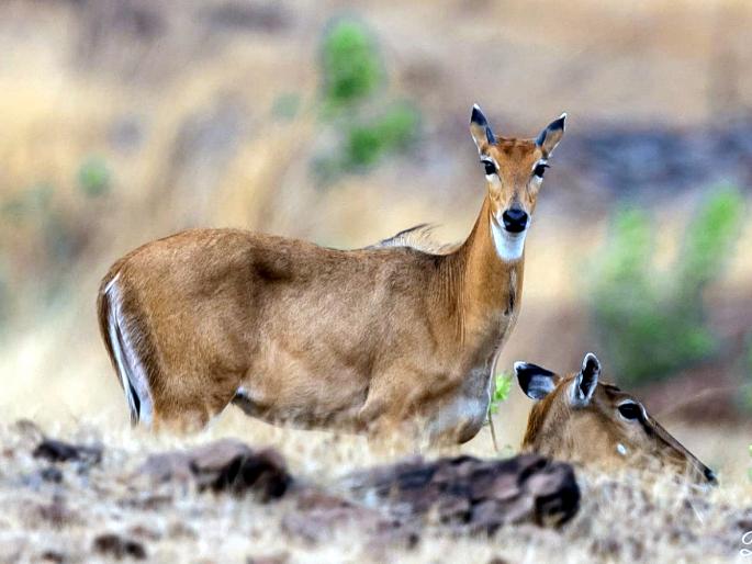 'Nilgai' found near Solapur city; Increase in the wildlife prosperity of the district | सोलापूर शहराजवळ आढळली 'निलगाय'; जिल्ह्याच्या वन्यजीव समृद्धीत वाढ