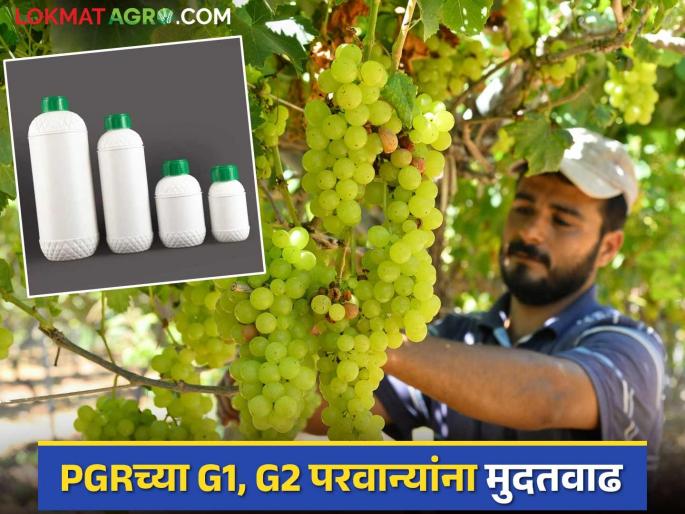 PGR Company: Extension of licenses of companies producing PGR! | PGR Company : पीजीआर उत्पादन करणाऱ्या कंपन्यांच्या परवान्यांना मुदतवाढ! PGR Company: Extension of licenses of companies producing PGR! | PGR Company : पीजीआर उत्पादन करणाऱ्या कंपन्यांच्या परवान्यांना मुदतवाढ!