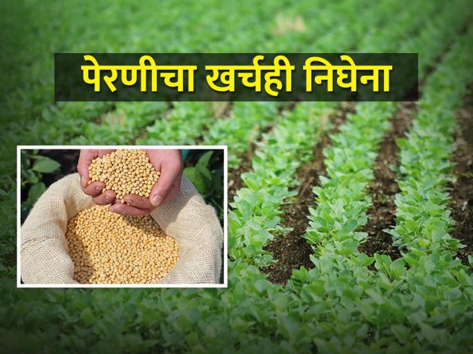 Due to the lack of coordination of expenses, soybean farmers found themselves in a financial pit | खर्चाचा ताळमेळ बसेना,सोयाबीन उत्पादक शेतकरी सापडला आर्थिक गर्तेत Due to the lack of coordination of expenses, soybean farmers found themselves in a financial pit | खर्चाचा ताळमेळ बसेना,सोयाबीन उत्पादक शेतकरी सापडला आर्थिक गर्तेत