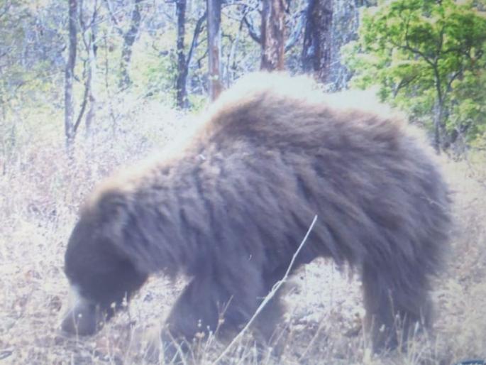 Brown bear found in Melghat tiger project | मेळघाट व्याघ्र प्रकल्पात आढळले तपकिरी रंगाचे अस्वल