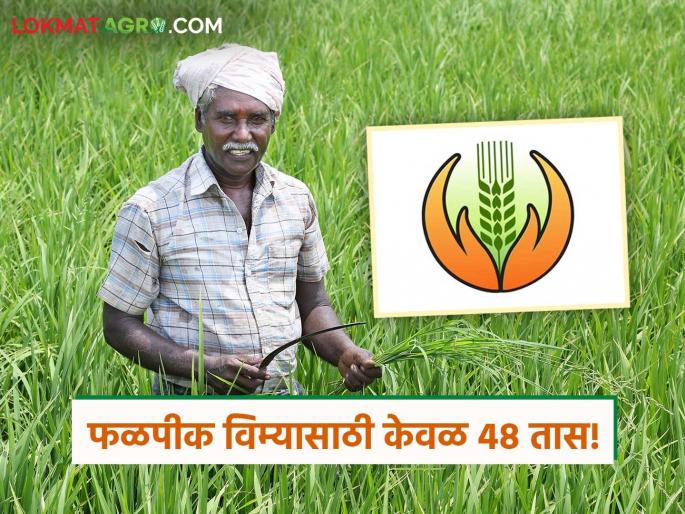 Crop Insurance: Farmers, pay for crop insurance! Only 48 hours left; Online portal is down | Crop Insurance : शेतकऱ्यांनो फळपीक विमा भरा! केवळ ४८ तास शिल्लक; ऑनलाईन पोर्टल ठप्प Crop Insurance: Farmers, pay for crop insurance! Only 48 hours left; Online portal is down | Crop Insurance : शेतकऱ्यांनो फळपीक विमा भरा! केवळ ४८ तास शिल्लक; ऑनलाईन पोर्टल ठप्प