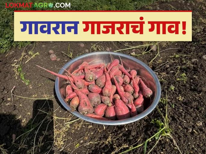 Carrot's Village 'Bhandgaon' in Paranda has gained recognition as the village of carrots | Carrot's Village : परांड्यातील 'भांडगाव'ने मिळवली गावरान गाजराचं गाव म्हणून ओळख! Carrot's Village 'Bhandgaon' in Paranda has gained recognition as the village of carrots | Carrot's Village : परांड्यातील 'भांडगाव'ने मिळवली गावरान गाजराचं गाव म्हणून ओळख!