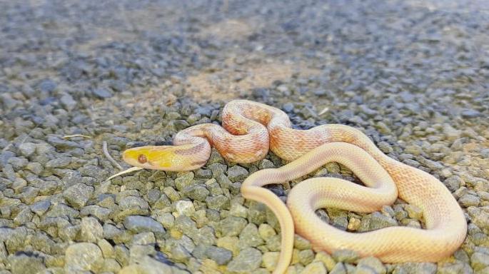 A very rare albino smuggler snake was found in Dighori area of Nagpur | नागपुरातील दिघोरी परिसरात आढळला अति दुर्मिळ अल्बीनो तस्कर साप A very rare albino smuggler snake was found in Dighori area of Nagpur | नागपुरातील दिघोरी परिसरात आढळला अति दुर्मिळ अल्बीनो तस्कर साप