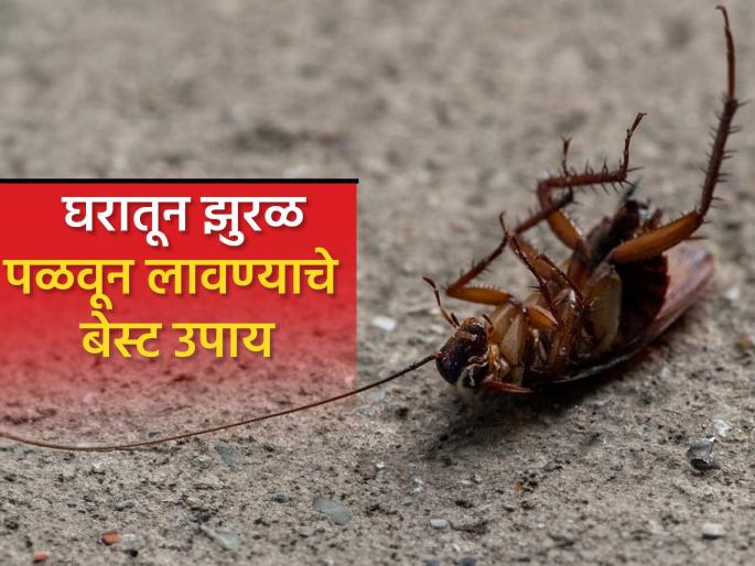 Home remedies to get rid of cockroaches permanently | घरातील एकाही कोपऱ्यात दिसणार नाहीत झुरळ, लगेच सुरू करा हे सोपे घरगुती उपाय!