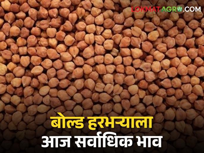 Where is the price of bold type gram, Garda, Kabuli chickpea today? | बोल्ड जातीच्या हरभऱ्याला आज सर्वाधिक, गरडा, काबूली चण्याला कुठे कसा भाव? Where is the price of bold type gram, Garda, Kabuli chickpea today? | बोल्ड जातीच्या हरभऱ्याला आज सर्वाधिक, गरडा, काबूली चण्याला कुठे कसा भाव?