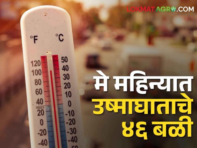 Heat stoke deaths: 46 victims of heat stroke across the country in the month of May | Heat stroke deaths: मे महिन्यात देशभरात उष्माघाताचे ४६ बळी Heat stoke deaths: 46 victims of heat stroke across the country in the month of May | Heat stroke deaths: मे महिन्यात देशभरात उष्माघाताचे ४६ बळी