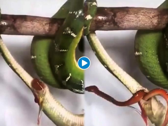 When boa gives live delivery on tree shocking video | मादा अजगराने झाडावरच दिला पिल्लाला जन्म, व्हिडीओ पाहून लोक झाले हैराण When boa gives live delivery on tree shocking video | मादा अजगराने झाडावरच दिला पिल्लाला जन्म, व्हिडीओ पाहून लोक झाले हैराण