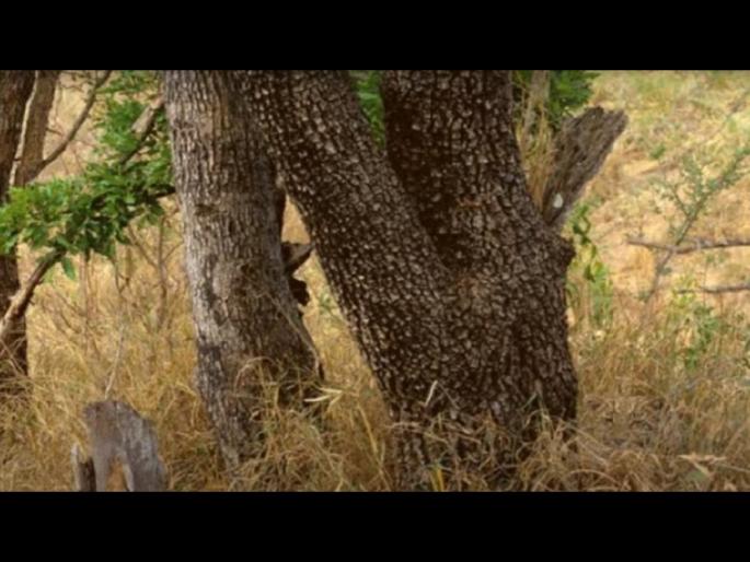 Optical Illusion : Can you spot a leopard in this image test your eyesight | Optical Illusion : भलेभले यातील बिबट्या शोधून थकले, तुम्हीही ट्राय करा! Optical Illusion : Can you spot a leopard in this image test your eyesight | Optical Illusion : भलेभले यातील बिबट्या शोधून थकले, तुम्हीही ट्राय करा!