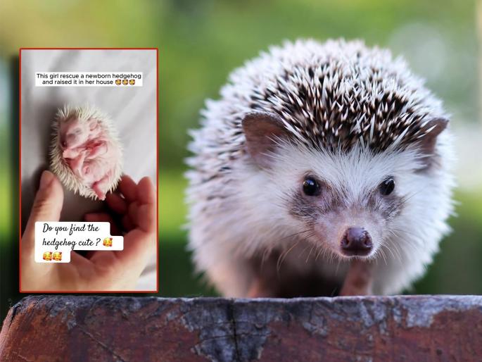 VIDEO : Girl rescue new born hedgehog raise it in own house | VIDEO: मरणाच्या दारात होता हा छोटा जीव, तरूणीने त्याला वाचवलं; बघून चेहऱ्यावर फुलेल हसू! VIDEO : Girl rescue new born hedgehog raise it in own house | VIDEO: मरणाच्या दारात होता हा छोटा जीव, तरूणीने त्याला वाचवलं; बघून चेहऱ्यावर फुलेल हसू!