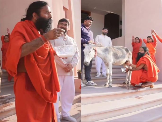 Donkey milk more powerful than cow-buffalo milk Baba Ramdev drank it and said super tonic | गायी-म्हशीच्या दुधापेक्षाही गाढविणीचं दूध अधिक शक्तिशाली? बाबा रामदेवांनी पिऊन सांगितले फायदे; म्हणाले- 'सूपर टॉनिक'! Donkey milk more powerful than cow-buffalo milk Baba Ramdev drank it and said super tonic | गायी-म्हशीच्या दुधापेक्षाही गाढविणीचं दूध अधिक शक्तिशाली? बाबा रामदेवांनी पिऊन सांगितले फायदे; म्हणाले- 'सूपर टॉनिक'!