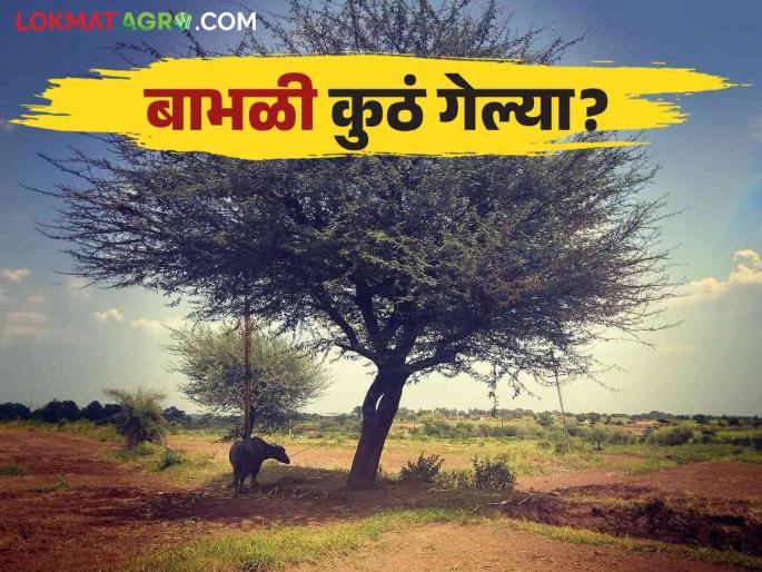 Latest News Agriculture News Bambhul Tree number of acacia trees decreased in maharashtra Read in detail  | Babhul Tree : घनदाट सावली देणारे बाभळीचं झाड कुठं हरवलं? वाचा सविस्तर 