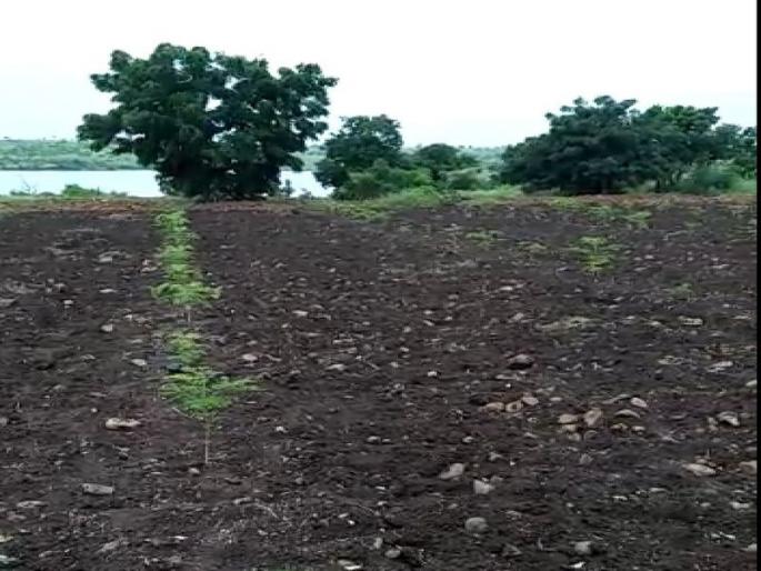 Farmers news | मंगरुळपीर तालुक्यातील शेतक-याने केली शेवग्याची शेती, Farmers news | मंगरुळपीर तालुक्यातील शेतक-याने केली शेवग्याची शेती,