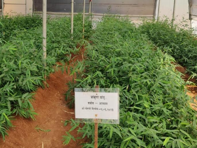 A bamboo planting scheme will be implemented on pilot basis in Satara district | माळरानं हिरवाईने नटणार; बांधावर, जमिनीवर बांबू उगवणार!; पावसाळ्यात सातारा जिल्ह्यात बांबू लागवडीला सुरुवात A bamboo planting scheme will be implemented on pilot basis in Satara district | माळरानं हिरवाईने नटणार; बांधावर, जमिनीवर बांबू उगवणार!; पावसाळ्यात सातारा जिल्ह्यात बांबू लागवडीला सुरुवात