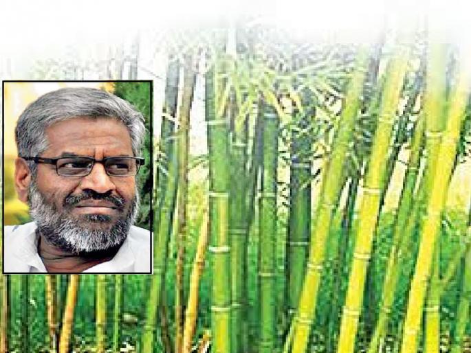Konkan farmers should turn to bambu cultivation | कोकणातील शेतकऱ्यांनी बांबू लागवडीकडे वळावे Konkan farmers should turn to bambu cultivation | कोकणातील शेतकऱ्यांनी बांबू लागवडीकडे वळावे