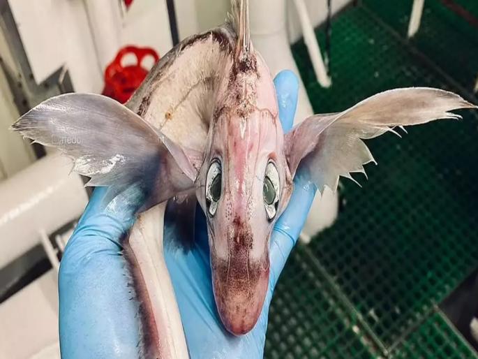 Fisherman saw ‘baby dragon’ and other terrifying deep-sea creatures | समुद्रात मासे पकडत होते लोक, तेव्हाच त्यांना दिसला 'बेबी ड्रॅगन'सारखा दिसणारा हा रहस्यमय जीव Fisherman saw ‘baby dragon’ and other terrifying deep-sea creatures | समुद्रात मासे पकडत होते लोक, तेव्हाच त्यांना दिसला 'बेबी ड्रॅगन'सारखा दिसणारा हा रहस्यमय जीव