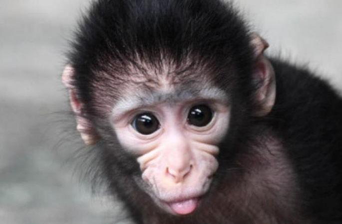 As soon as they were released in the forest, the monkey cubs ran happily | जंगलात मुक्त होताच आनंदाने धावली माकडाची पिले