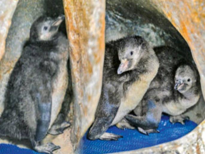 Baby penguins in Veermata Jijabai Bhosale Park; named 'Noddy,' 'Tom,' and 'Pingu' | बेबी पेंग्विनच्या बारशाची राणीच्या बागेत धामधूम; ‘नॉडी,’ ‘टॉम’, ‘पिंगू’ असे नामकरण