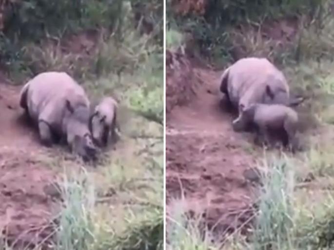 Video: Baby rhino trying to awaken its dead mother who was killed by poachers | मृत आईला उठवण्यासाठी गेंड्याच्या पिलाची केविलवाणी धडपड, काळजाला भिडणारा व्हिडीओ