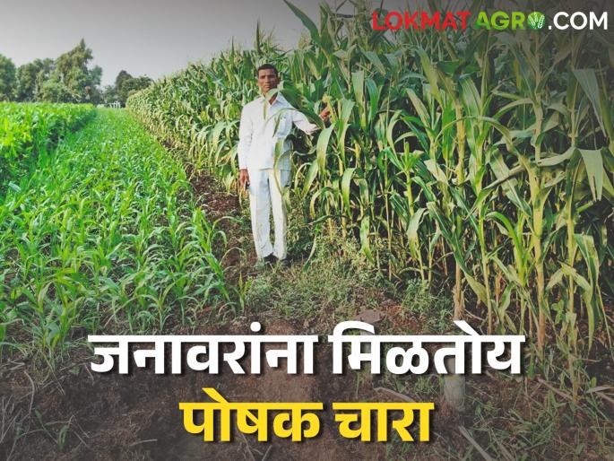 A low water, low cost dual benefit crop; farmers towards cultivation of this crop | कमी पाण्यात, कमी खर्चात दुहेरी फायदा देणारं पिक; लागवडीकडे शेतकऱ्यांचा कल A low water, low cost dual benefit crop; farmers towards cultivation of this crop | कमी पाण्यात, कमी खर्चात दुहेरी फायदा देणारं पिक; लागवडीकडे शेतकऱ्यांचा कल
