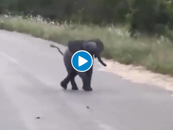 Elephant baby Chasing birds & butterflies, Who has not done it as a kid? | बालपण देगा देवा; पक्ष्यांना पकडण्यासाठी हत्तीच्या पिल्लाची धडपड; Video Viral