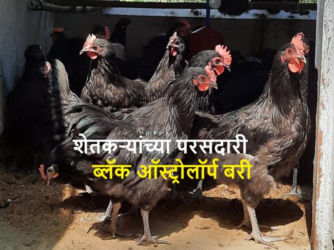 Black Australorp' chicken is increasing farmer's income | ‘ब्लॅक ऑस्ट्रोलॉर्प’ कोंबडी वाढवतेय शेतकऱ्यांचे उत्पन्न Black Australorp' chicken is increasing farmer's income | ‘ब्लॅक ऑस्ट्रोलॉर्प’ कोंबडी वाढवतेय शेतकऱ्यांचे उत्पन्न