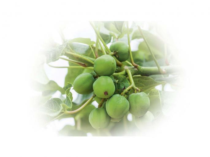 Need to find different options of fuel! | इंधनाचे वेगळे पर्याय शोधायला हवेत! Need to find different options of fuel! | इंधनाचे वेगळे पर्याय शोधायला हवेत!