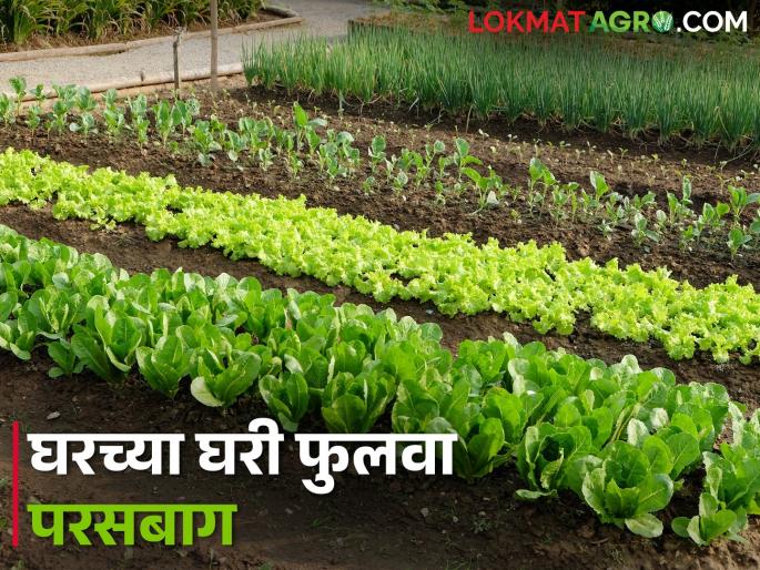 How to grow vegetables at home in minimum space? | कमीत कमी जागेत घरच्या घरी भाजीपाला कसा पिकवाल? How to grow vegetables at home in minimum space? | कमीत कमी जागेत घरच्या घरी भाजीपाला कसा पिकवाल?