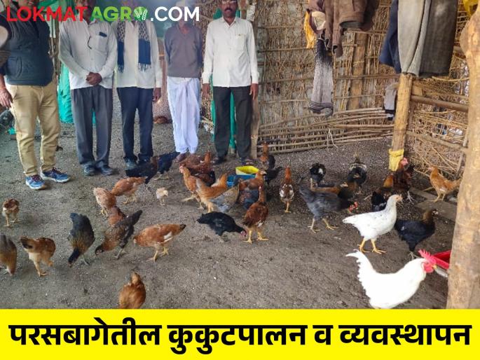 Latest News backyard poultry farming in less space and money see detail | कमी जागेत अन् पैशात करा परसबागेतील कुक्कुटपालन, इथं वाचा सविस्तर  Latest News backyard poultry farming in less space and money see detail | कमी जागेत अन् पैशात करा परसबागेतील कुक्कुटपालन, इथं वाचा सविस्तर