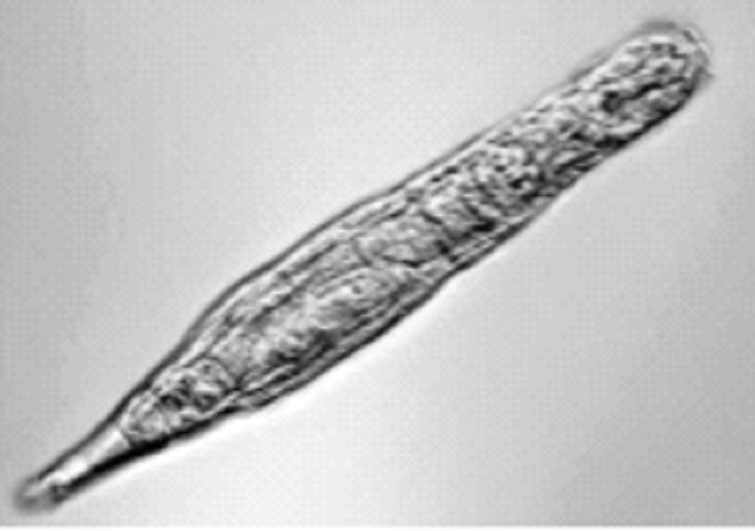 Around the world: After 24,000 years of sleep, 'he' a awake! | जगभर : २४ हजार वर्षांच्या झोपेतून ‘तो’ झाला जागा! Around the world: After 24,000 years of sleep, 'he' a awake! | जगभर : २४ हजार वर्षांच्या झोपेतून ‘तो’ झाला जागा!
