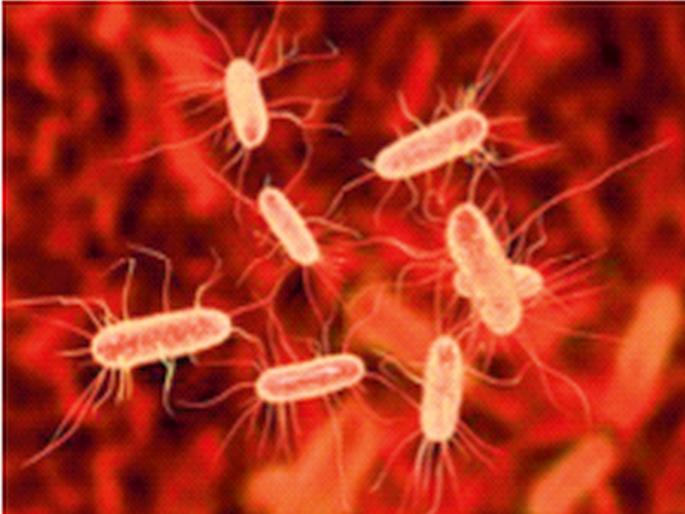 'Friendly bacteria' will fight cancer inside the body, important discovery by IISER | शरीराच्या आतच कर्करोगाशी लढणार ‘फ्रेंडली बॅक्टेरिया’, आयआयएसईआरचा महत्त्वाचा शोध 'Friendly bacteria' will fight cancer inside the body, important discovery by IISER | शरीराच्या आतच कर्करोगाशी लढणार ‘फ्रेंडली बॅक्टेरिया’, आयआयएसईआरचा महत्त्वाचा शोध