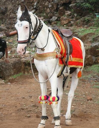 Shiva Bhakta's beloved 'Badal' dies due to death; Attraction in Shivrajyabhishek Festival | शिवभक्तांचा लाडका ‘बादल’ हरपला, तापामुळे मृत्यू; शिवराज्याभिषेक सोहळ्यातील आकर्षण Shiva Bhakta's beloved 'Badal' dies due to death; Attraction in Shivrajyabhishek Festival | शिवभक्तांचा लाडका ‘बादल’ हरपला, तापामुळे मृत्यू; शिवराज्याभिषेक सोहळ्यातील आकर्षण