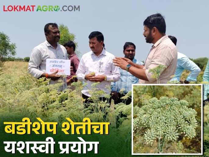 For the first time, the aroma of fennel was felt in Adhalgaon Shiwar of Shrigonda | श्रीगोंद्याच्या आढळगाव शिवारात दरवळला प्रथमच बडीशेपचा सुगंध For the first time, the aroma of fennel was felt in Adhalgaon Shiwar of Shrigonda | श्रीगोंद्याच्या आढळगाव शिवारात दरवळला प्रथमच बडीशेपचा सुगंध