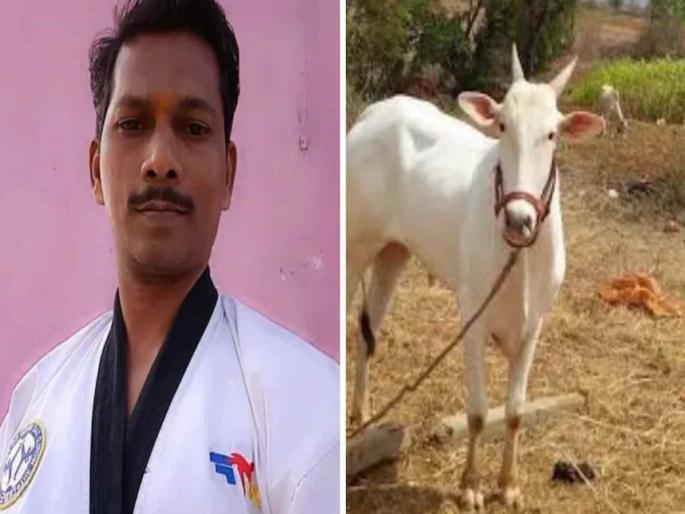 Beloved bull kill of its owner in badlapur | लाडक्या बैलानेच घेतला मालकाचा जीव Beloved bull kill of its owner in badlapur | लाडक्या बैलानेच घेतला मालकाचा जीव