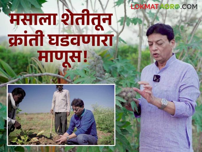 Spices Crop: Farmers in Vidarbha create revolution through spice farming, replacing drought-prone traditional crops | Spices Crop : दुष्काळी पारंपारिक पिकांना फाटा देत मसाला शेतीतून विदर्भातील शेतकऱ्याने घडवली क्रांती Spices Crop: Farmers in Vidarbha create revolution through spice farming, replacing drought-prone traditional crops | Spices Crop : दुष्काळी पारंपारिक पिकांना फाटा देत मसाला शेतीतून विदर्भातील शेतकऱ्याने घडवली क्रांती