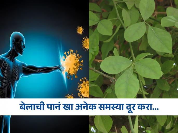 Amazing health benefits of consuming bael leaves on an empty stomach | केवळ पूजा-पाठासाठीच नाही तर आरोग्यासाठीही महत्वाची ठरतात बेलाची पानं, वाचाल तर रोज खाल!