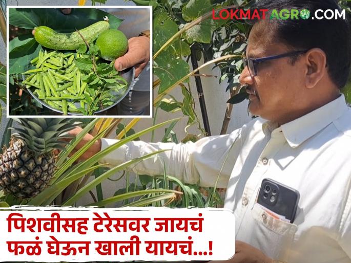 To go up to the terrace with a bag, to come down with fruits; An amazing experiment of a citizen of Pune | पिशवी घेऊन टेरेसवर जायचं, फळं घेऊन खाली यायचं; पुण्यातील नागरिकाचा भन्नाट प्रयोग