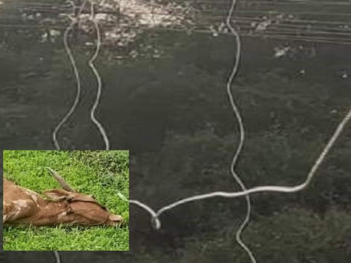 Mismanagement of Mahavitaran, Bull died by touching electricity wires, farmer demands compensation | महावितरणचा गलथान कारभार; वीज तारांचा स्पर्श होऊन बैलाचा मृत्यू, शेतकऱ्याकडून नुकसान भरपाईची मागणी  Mismanagement of Mahavitaran, Bull died by touching electricity wires, farmer demands compensation | महावितरणचा गलथान कारभार; वीज तारांचा स्पर्श होऊन बैलाचा मृत्यू, शेतकऱ्याकडून नुकसान भरपाईची मागणी