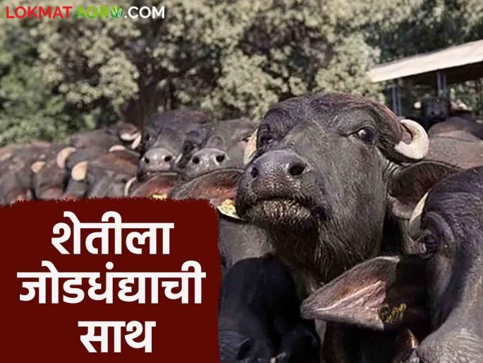 Dairy Success story: Shankarao gave momentum to agriculture by achieving progress through dairy business; Read in detail | Dairy Success story : दुग्धव्यवसायातून प्रगती साधत शेतीला दिली शंकरावांनी गती; वाचा सविस्तर Dairy Success story: Shankarao gave momentum to agriculture by achieving progress through dairy business; Read in detail | Dairy Success story : दुग्धव्यवसायातून प्रगती साधत शेतीला दिली शंकरावांनी गती; वाचा सविस्तर