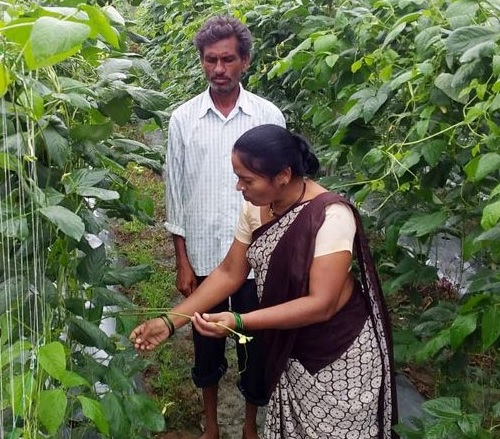 Millions earned from innovative farming; Entrepreneurial couple experiment | नाविन्यपूर्ण शेतीतून केली लाखोंची कमाई; उपक्रमशील दांपत्याचा प्रयोग Millions earned from innovative farming; Entrepreneurial couple experiment | नाविन्यपूर्ण शेतीतून केली लाखोंची कमाई; उपक्रमशील दांपत्याचा प्रयोग