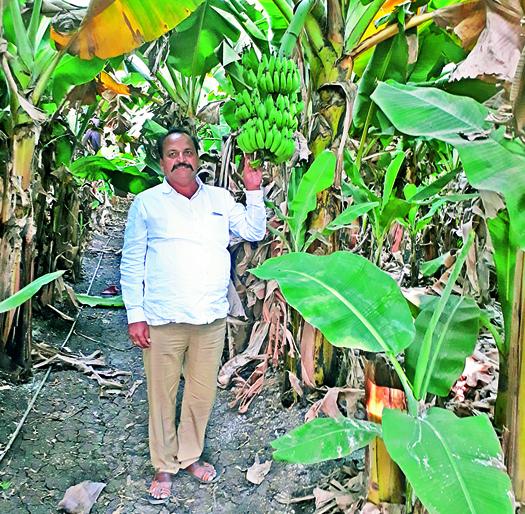 Gadaggaon's organic native banana has good prices in Karnataka, South India | गादेगावच्या सेंद्रिय देशी केळीला कर्नाटक, दक्षिण भारतात चांगला भाव