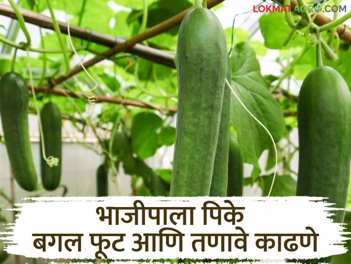 Latest News Vegetable Farming When should you remove side shoots and stress in vegetable crops Read in detail | Vegetable Farming : भाजीपाला पिकातील बगल फूट व तणावे कधी काढावेत? वाचा सविस्तर  Latest News Vegetable Farming When should you remove side shoots and stress in vegetable crops Read in detail | Vegetable Farming : भाजीपाला पिकातील बगल फूट व तणावे कधी काढावेत? वाचा सविस्तर
