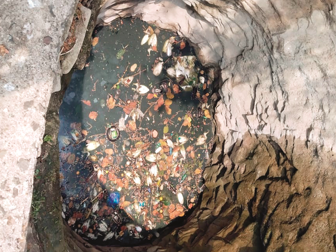 Birds are also affected by the storm; Forty herons fell into the well and died | अरे देवा! वादळवाऱ्याचा पक्ष्यांनाही फटका; चाळीस बगळ्यांचा विहिरीत पडून मृत्यू Birds are also affected by the storm; Forty herons fell into the well and died | अरे देवा! वादळवाऱ्याचा पक्ष्यांनाही फटका; चाळीस बगळ्यांचा विहिरीत पडून मृत्यू